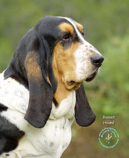 Basset Hound 9P013D-41.JPG